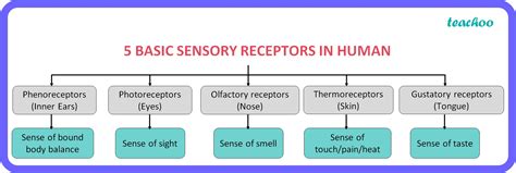 receptors in the body.